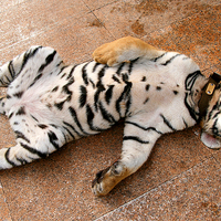 Buy canvas prints of Sleeping Tiger Cub, Thailand by Carole-Anne Fooks