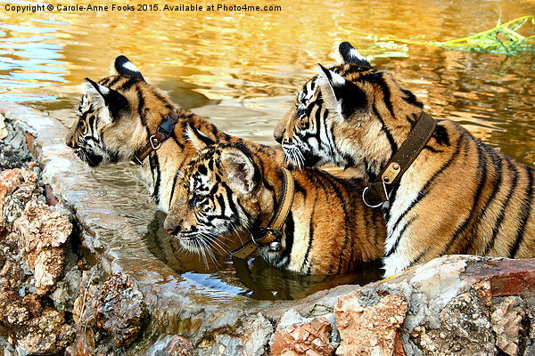 Trio of Tiger Cubs, Kanchanaburi, Thailand  Picture Board by Carole-Anne Fooks