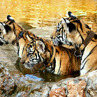 Buy canvas prints of  Trio of Tiger Cubs, Kanchanaburi, Thailand  by Carole-Anne Fooks