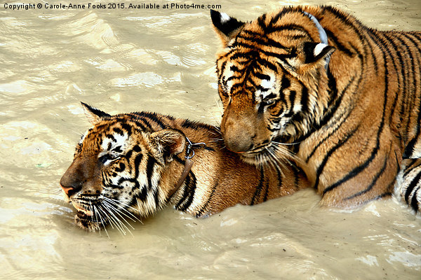 Tigers at Play Picture Board by Carole-Anne Fooks