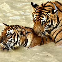 Buy canvas prints of Tigers at Play by Carole-Anne Fooks