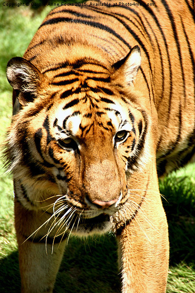  Female Tiger  Picture Board by Carole-Anne Fooks