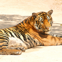 Buy canvas prints of Resting Tiger by Carole-Anne Fooks