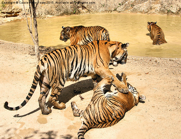 Adult Tigers Playing Picture Board by Carole-Anne Fooks
