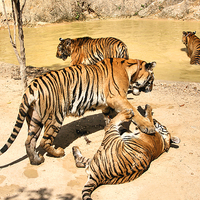 Buy canvas prints of Adult Tigers Playing by Carole-Anne Fooks