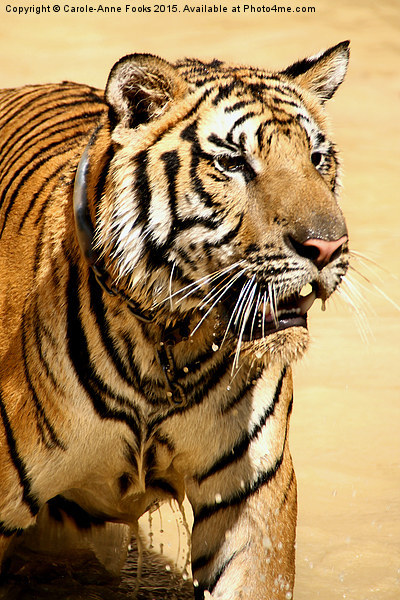 Tiger Coming Out of the Water Picture Board by Carole-Anne Fooks