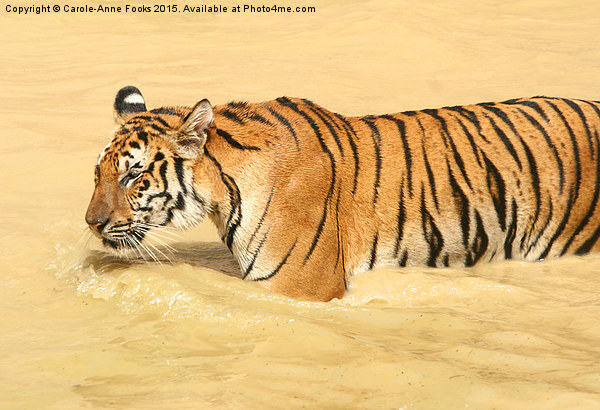 Tiger Walking in the Water Picture Board by Carole-Anne Fooks
