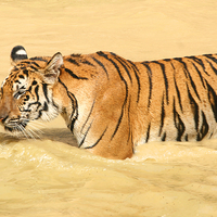 Buy canvas prints of Tiger Walking in the Water by Carole-Anne Fooks