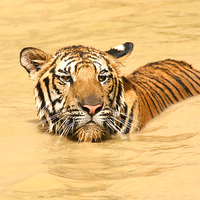 Buy canvas prints of  Swimming TIger by Carole-Anne Fooks