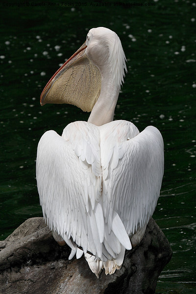 Great White Pelican Picture Board by Carole-Anne Fooks