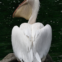 Buy canvas prints of  Great White Pelican by Carole-Anne Fooks