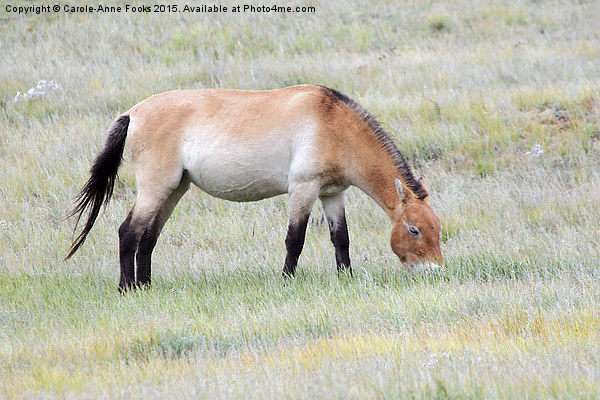   Przewalski's horse, Mongolia Picture Board by Carole-Anne Fooks