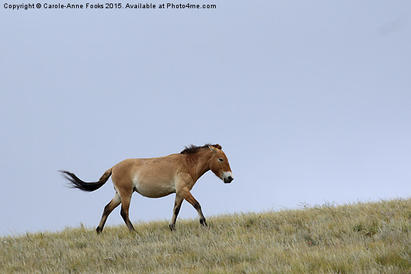    Przewalski's horse, Mongolia Picture Board by Carole-Anne Fooks