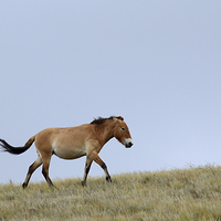 Buy canvas prints of    Przewalski's horse, Mongolia by Carole-Anne Fooks