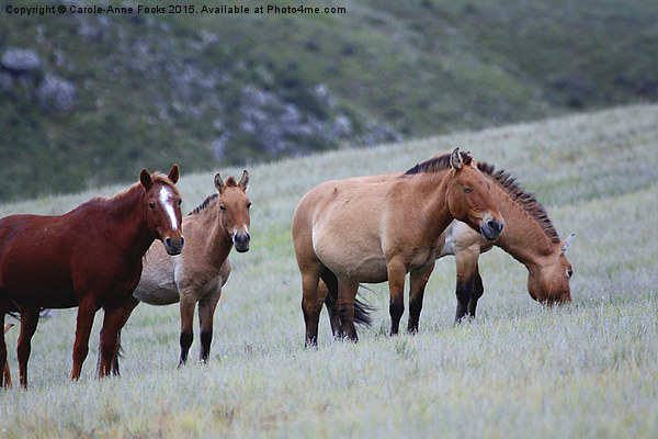    Przewalski's Horses, Grazing on a Hillside, Mon Picture Board by Carole-Anne Fooks