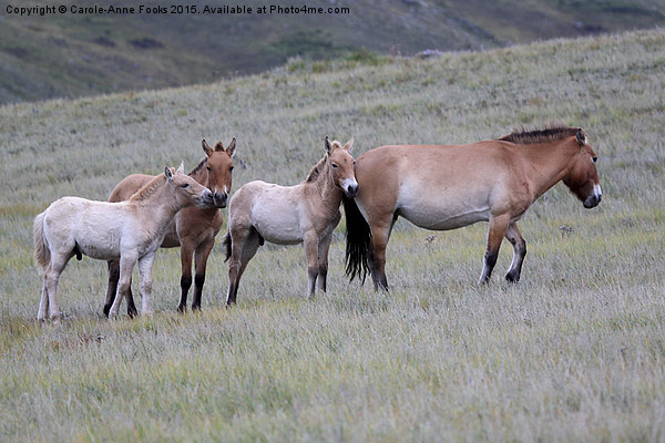  Przewalski's Horses, Mongolia Picture Board by Carole-Anne Fooks