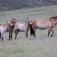 Buy canvas prints of  Przewalski's Horses, Mongolia by Carole-Anne Fooks