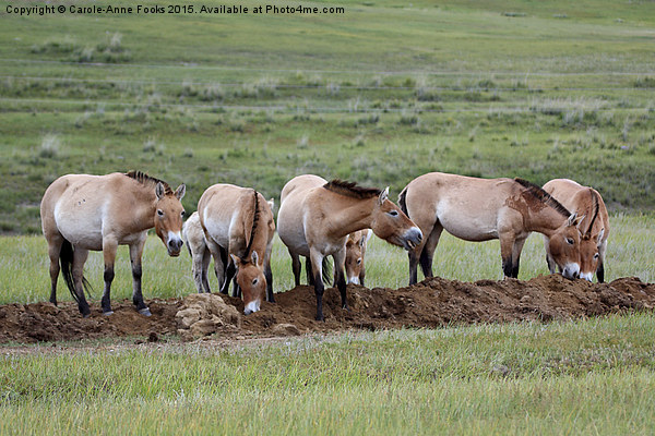   Przewalski's Horses, Mongolia Picture Board by Carole-Anne Fooks