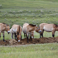Buy canvas prints of   Przewalski's Horses, Mongolia by Carole-Anne Fooks