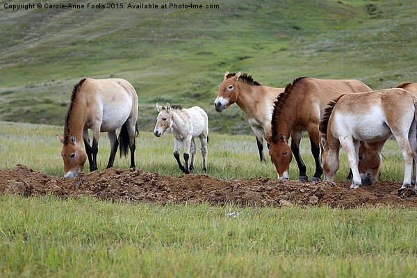    Przewalski's Horses, Mongolia Picture Board by Carole-Anne Fooks