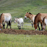 Buy canvas prints of    Przewalski's Horses, Mongolia by Carole-Anne Fooks