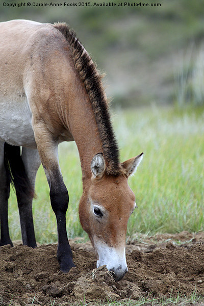    Przewalski's Horse, Mongolia Picture Board by Carole-Anne Fooks