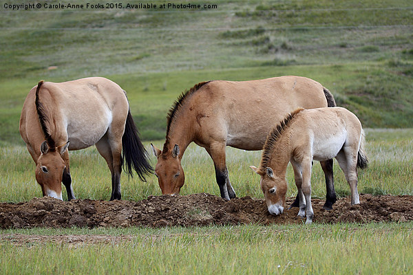    Przewalski's Horses, Mongolia Picture Board by Carole-Anne Fooks
