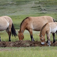 Buy canvas prints of    Przewalski's Horses, Mongolia by Carole-Anne Fooks