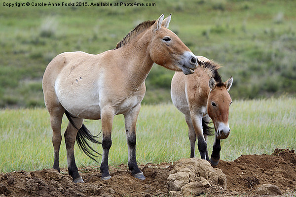     Przewalski's Horses, Mongolia Picture Board by Carole-Anne Fooks