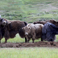 Buy canvas prints of  Yaks by Carole-Anne Fooks