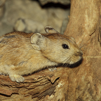 Buy canvas prints of  Gerbil in the Wild, Mongolia by Carole-Anne Fooks
