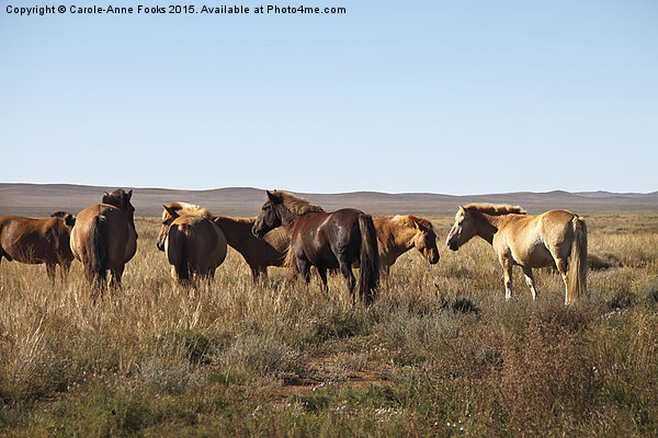  Mongolian Horses in the Gobi Desert Picture Board by Carole-Anne Fooks