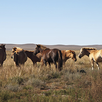 Buy canvas prints of  Mongolian Horses in the Gobi Desert by Carole-Anne Fooks