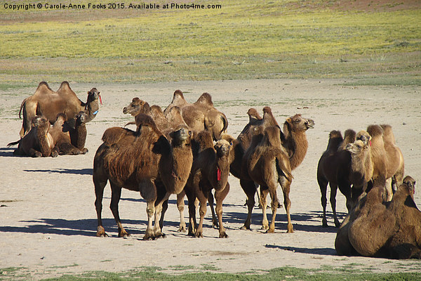  Camels, Middle Gobi Mongolia Picture Board by Carole-Anne Fooks