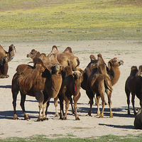 Buy canvas prints of  Camels, Middle Gobi Mongolia by Carole-Anne Fooks