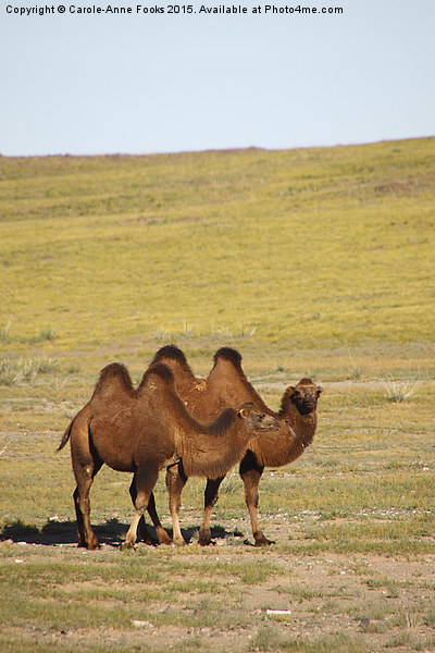   Camels, Middle Gobi Mongolia Picture Board by Carole-Anne Fooks