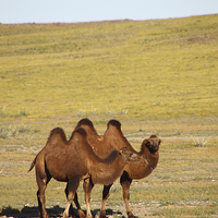 Buy canvas prints of   Camels, Middle Gobi Mongolia by Carole-Anne Fooks