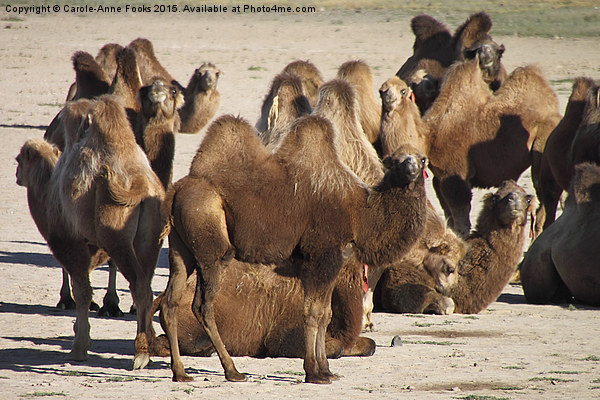 Camels, Middle Gobi Mongolia Picture Board by Carole-Anne Fooks