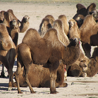Buy canvas prints of  Camels, Middle Gobi Mongolia by Carole-Anne Fooks