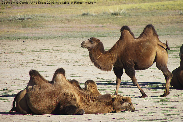   Camels, Middle Gobi Mongolia Picture Board by Carole-Anne Fooks