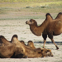 Buy canvas prints of   Camels, Middle Gobi Mongolia by Carole-Anne Fooks