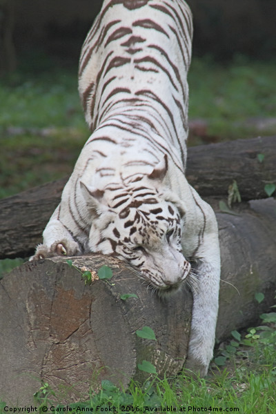 White Bengal Tiger Marking Territory Picture Board by Carole-Anne Fooks