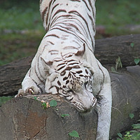 Buy canvas prints of White Bengal Tiger Marking Territory by Carole-Anne Fooks