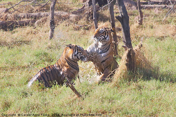 Bengal Tigers Sparring Picture Board by Carole-Anne Fooks