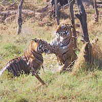 Buy canvas prints of Bengal Tigers Sparring by Carole-Anne Fooks