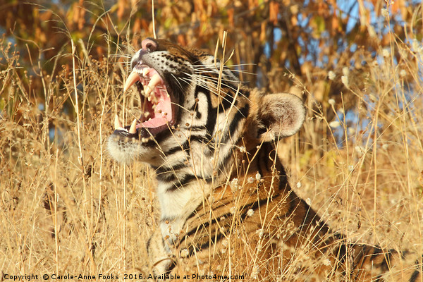 Yawn: Sub-Adult Male Bengal Tiger Picture Board by Carole-Anne Fooks