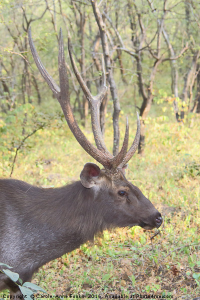 Male Sambar, the largest deer in India  Picture Board by Carole-Anne Fooks