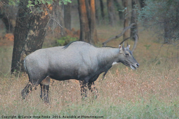 The Nilgai is the largest Asian antelope Picture Board by Carole-Anne Fooks