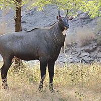 Buy canvas prints of The Nilgai is the largest Asian antelope by Carole-Anne Fooks