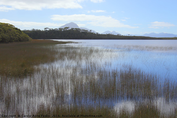 Tasmania, Melaleuca Lagoon Picture Board by Carole-Anne Fooks